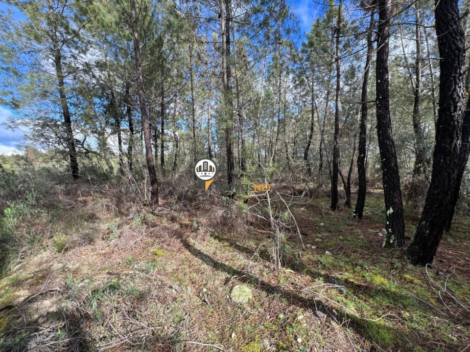 Terreno para Venda em Cebolais de Cima e Retaxo Foto 9