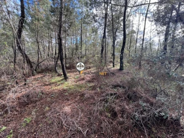 Terreno para Venda em Cebolais de Cima e Retaxo
