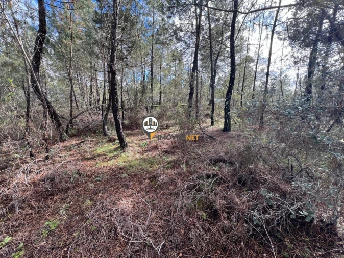 Terreno para Venda em Cebolais de Cima e Retaxo Foto 8