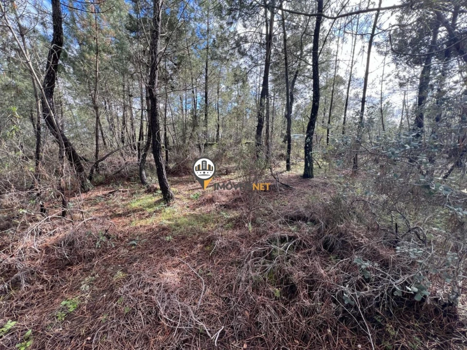 Terreno para Venda em Cebolais de Cima e Retaxo Foto 8
