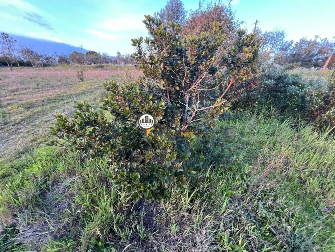 Terreno para Venda em Benquerenças Foto 6