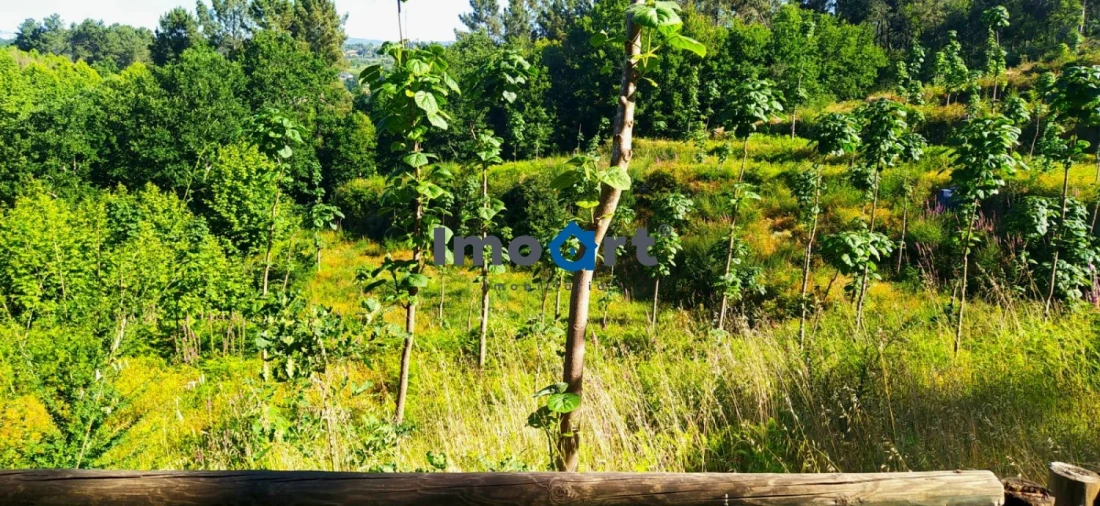 Terreno para Venda em Mondim de Basto Foto 6