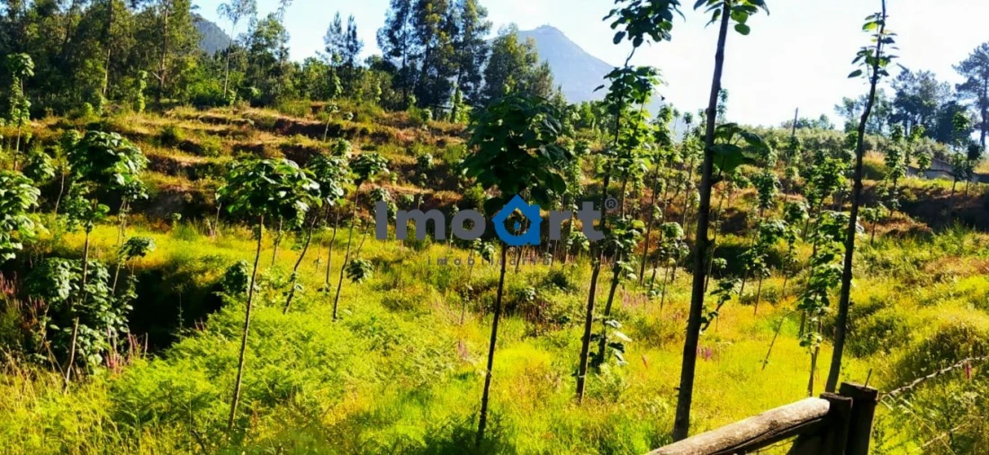 Terreno para Venda em Mondim de Basto Foto 14