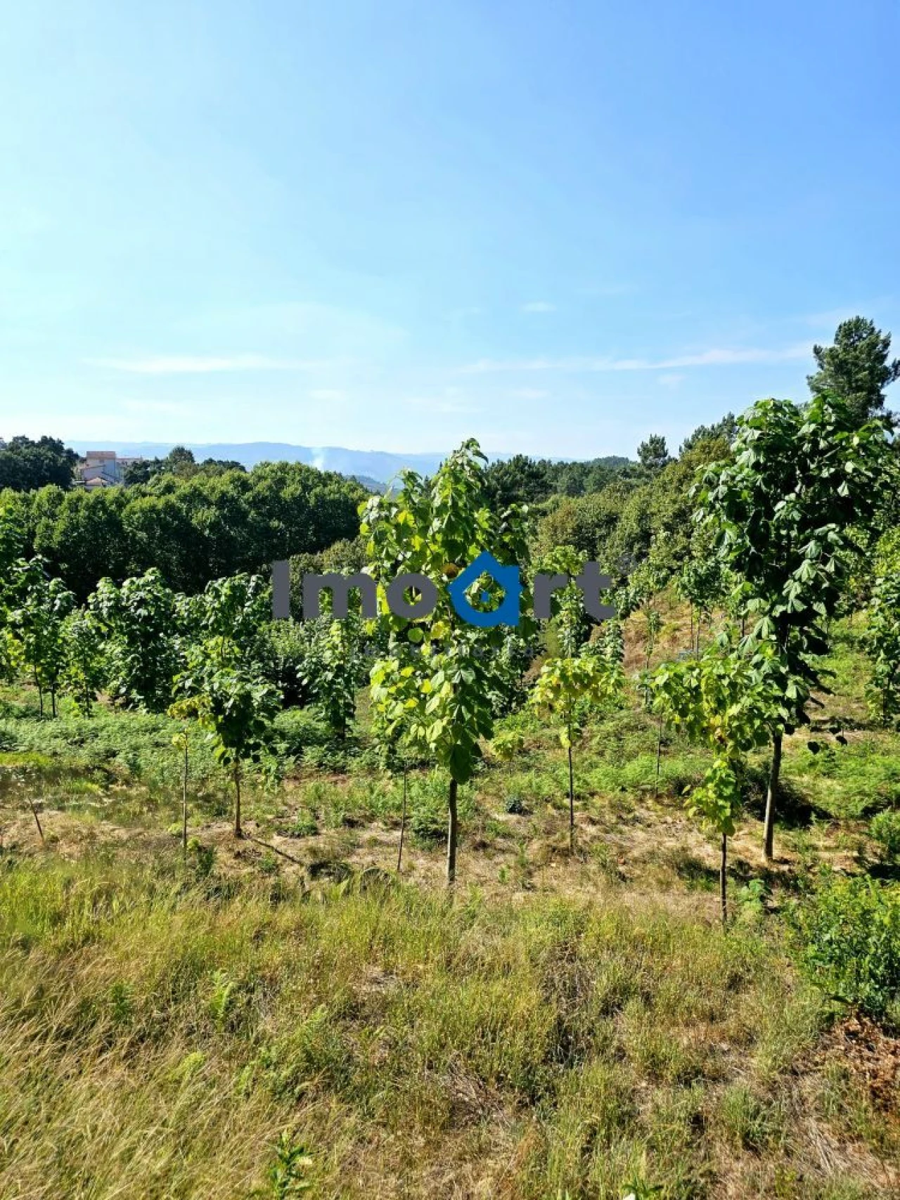 Terreno para Venda em Mondim de Basto Foto 17