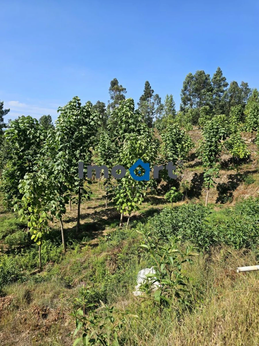 Terreno para Venda em Mondim de Basto Foto 18