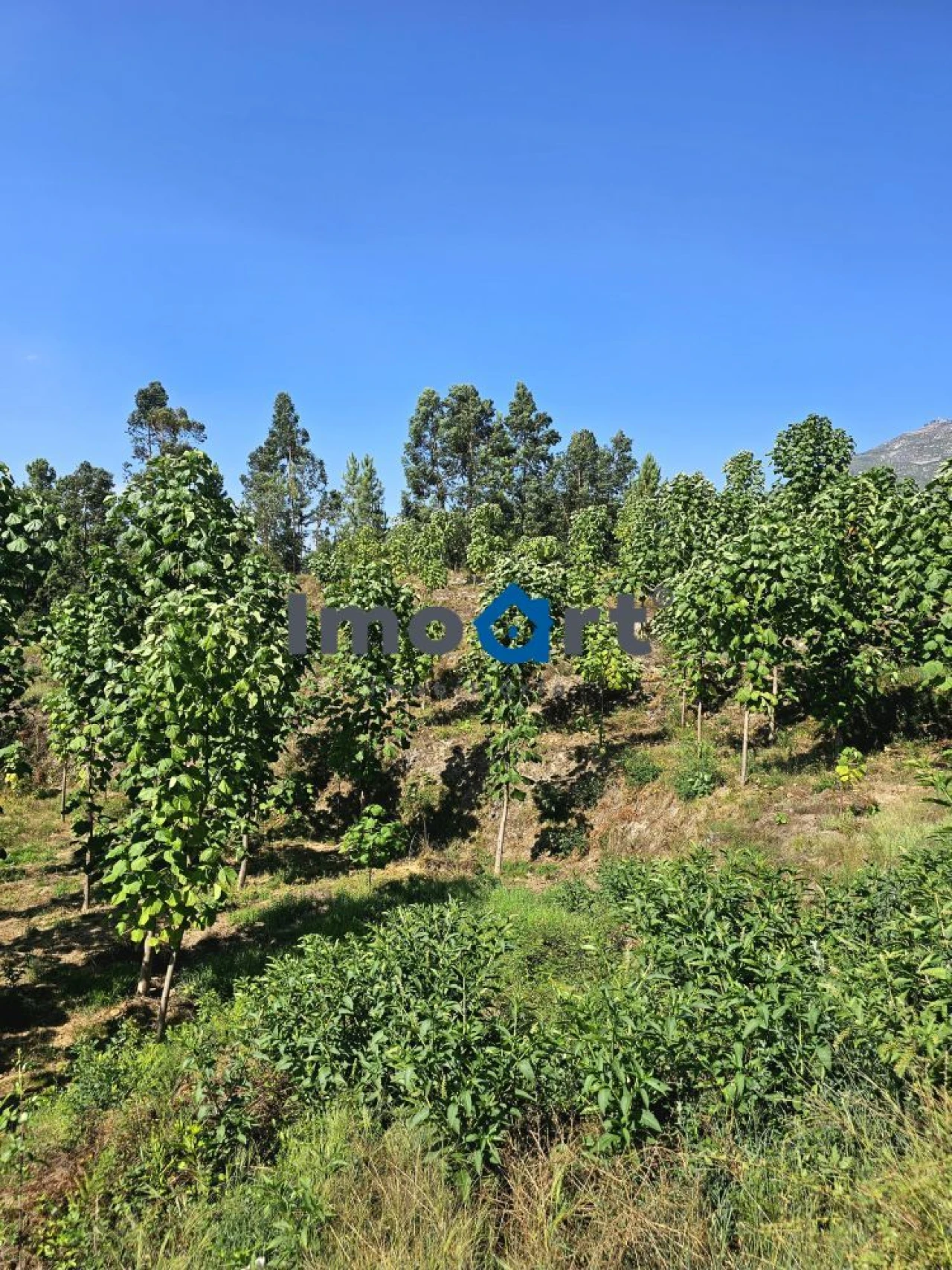 Terreno para Venda em Mondim de Basto Foto 19