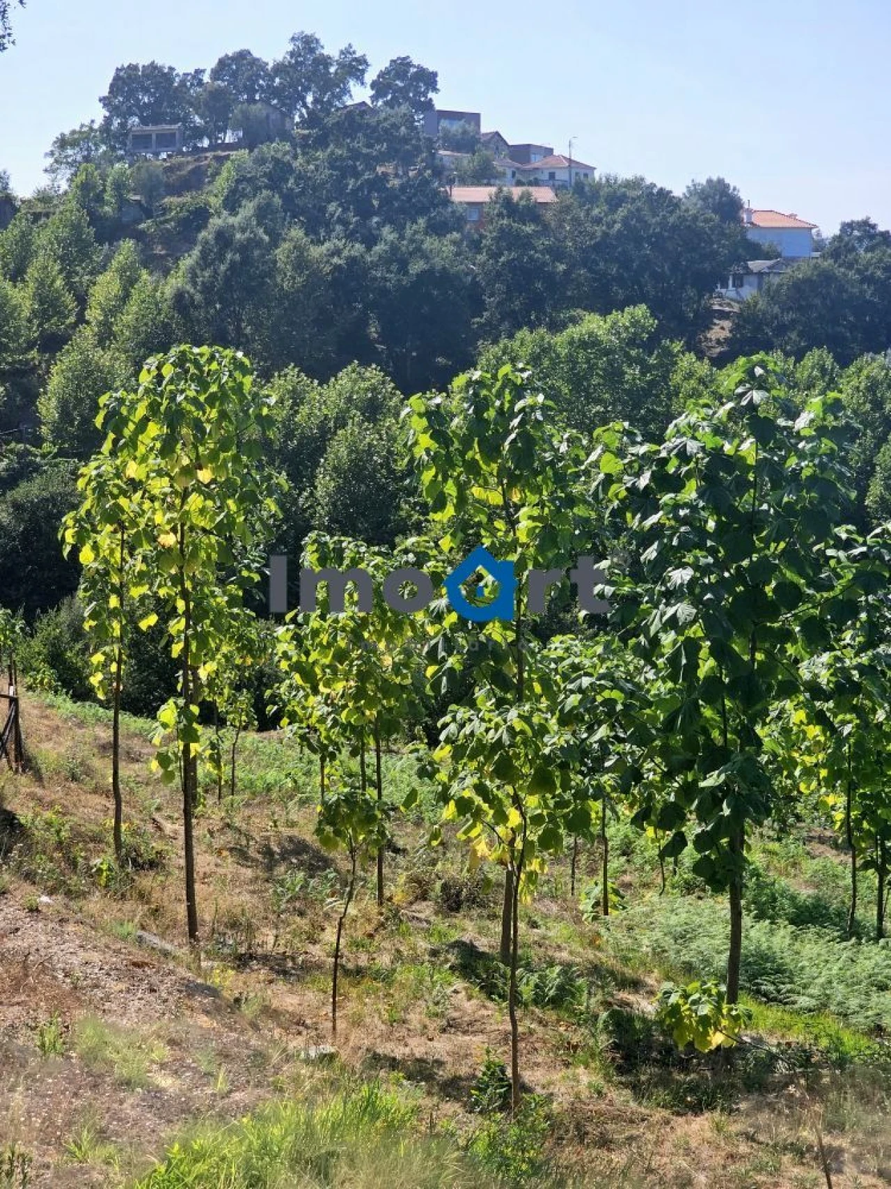 Terreno para Venda em Mondim de Basto Foto 15