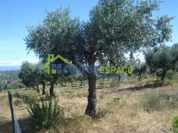 Terreno para Venda em Castelo Branco
