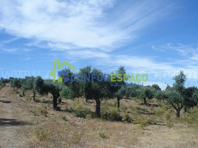 Terreno para Venda em Castelo Branco Foto 14