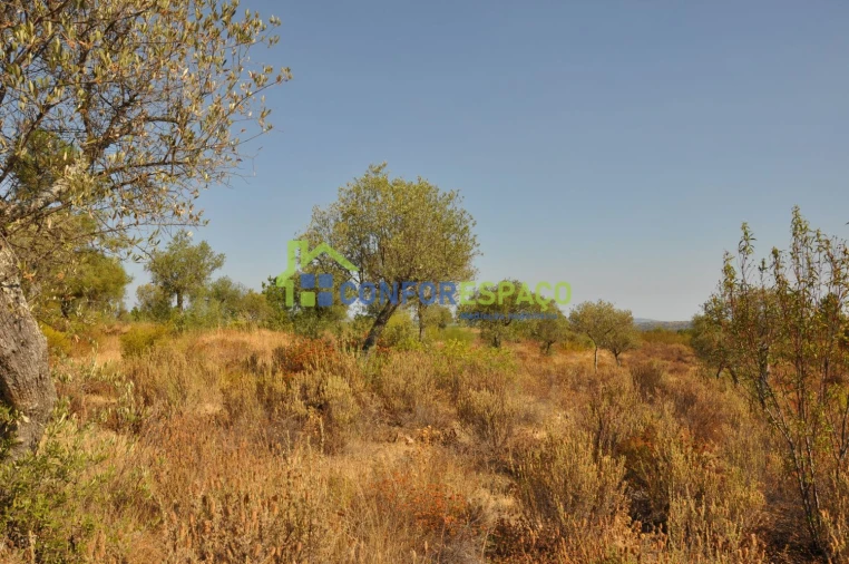 Terreno para Venda em Ladoeiro Foto 19