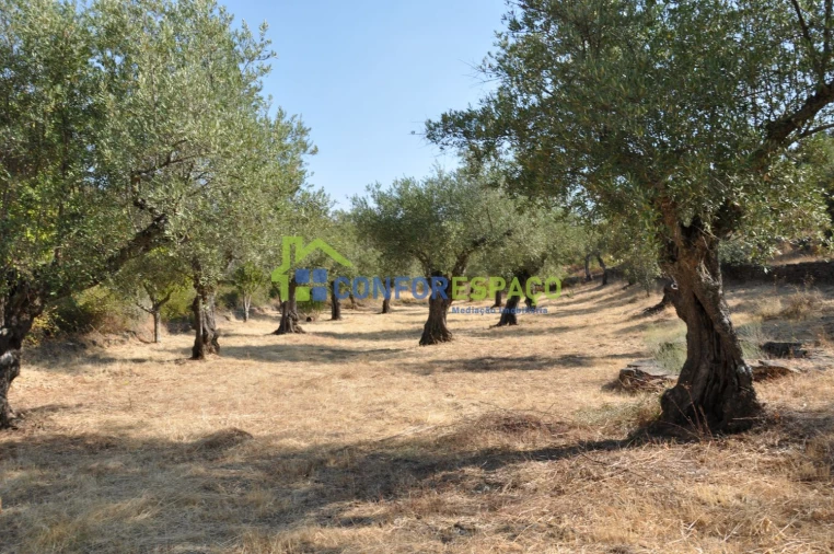 Terreno para Venda em Ladoeiro Foto 36