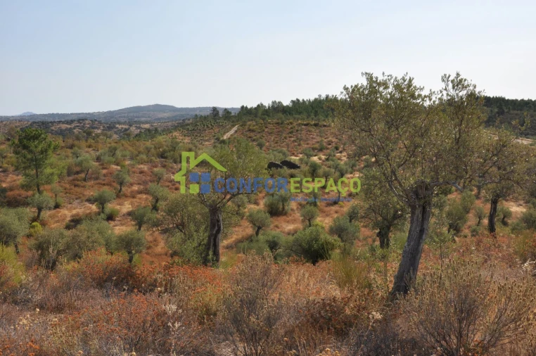 Terreno para Venda em Ladoeiro Foto 24