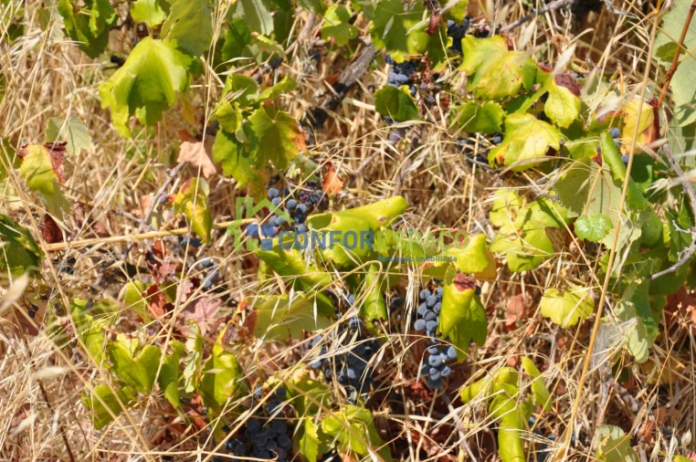 Terreno para Venda em Ladoeiro Foto 37