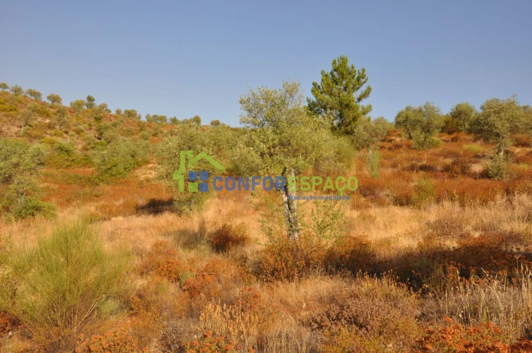 Terreno para Venda em Ladoeiro Foto 12