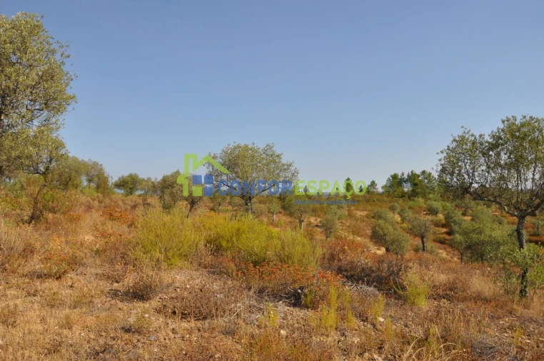 Terreno para Venda em Ladoeiro Foto 25