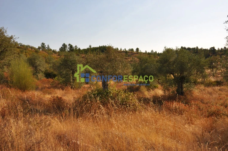 Terreno para Venda em Ladoeiro Foto 4