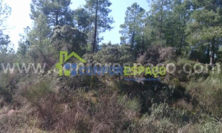 Terreno para Venda em Castelo Branco