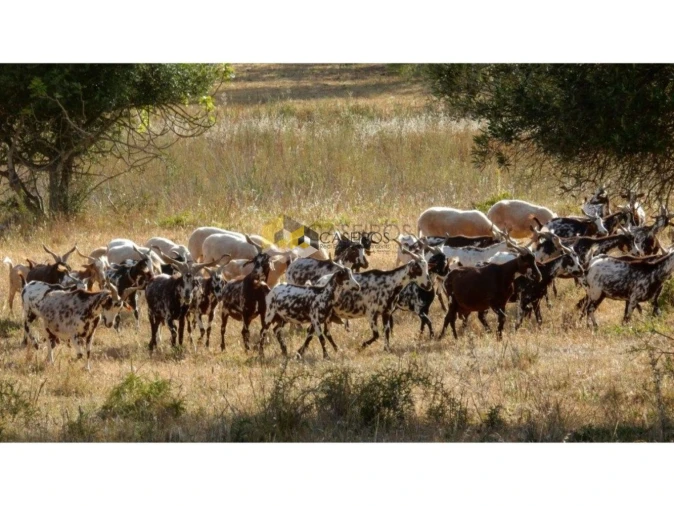Apartamento T2 para Venda em Quelfes Foto 58