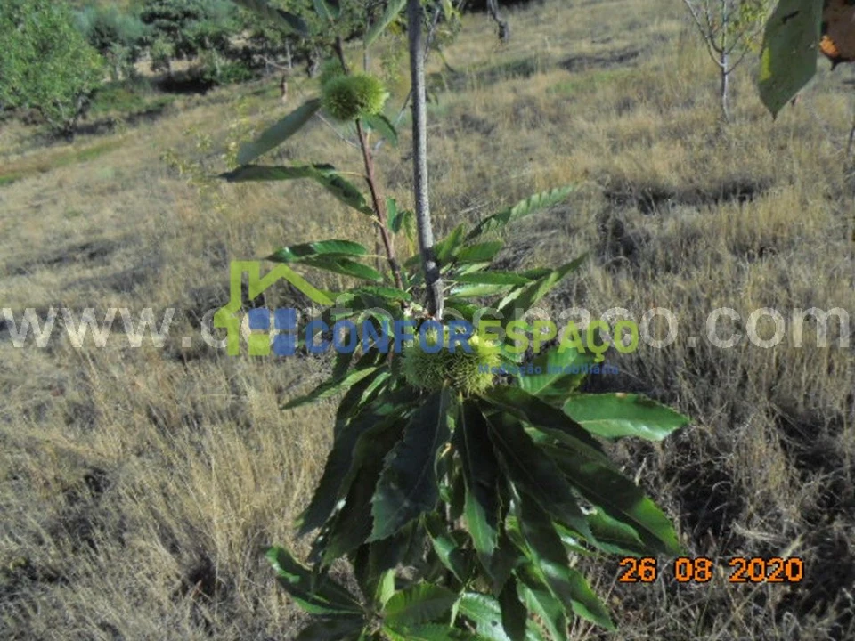 Terreno para Venda em Orvalho Foto 15