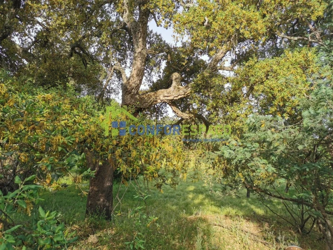 Terreno para Venda em Aldeia de Santa Margarida Foto 35