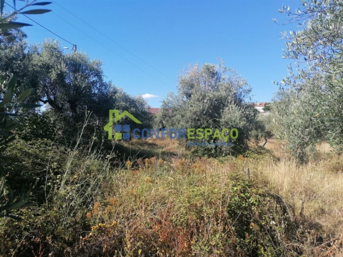 Quinta T0 para Venda em Salgueiro do Campo Foto 18