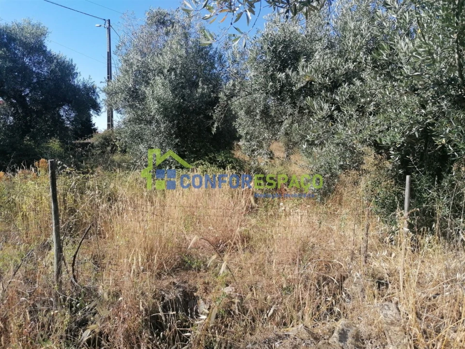 Quinta T0 para Venda em Salgueiro do Campo Foto 19