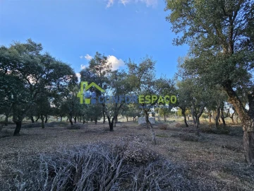 Terreno para Venda em Castelo Branco