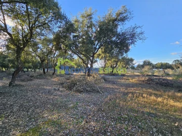 Terreno para Venda em Castelo Branco