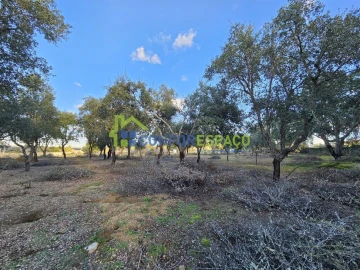Terreno para Venda em Castelo Branco