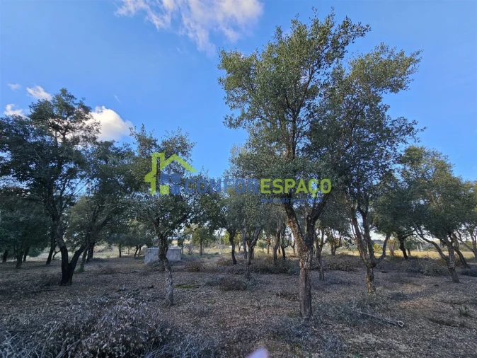 Terreno para Venda em Castelo Branco Foto 29