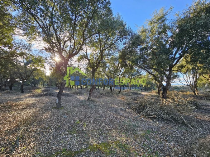Terreno para Venda em Castelo Branco Foto 32