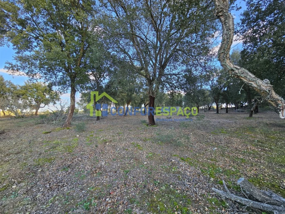 Terreno para Venda em Castelo Branco Foto 17