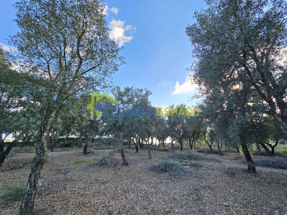 Terreno para Venda em Castelo Branco Foto 20