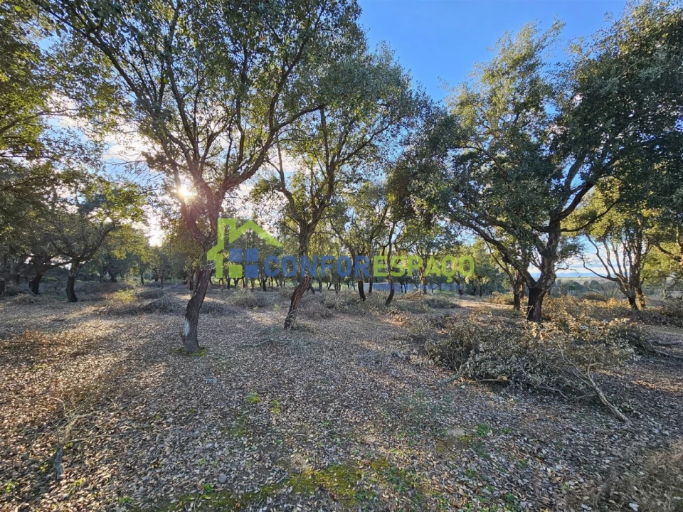 Terreno para Venda em Castelo Branco Foto 32