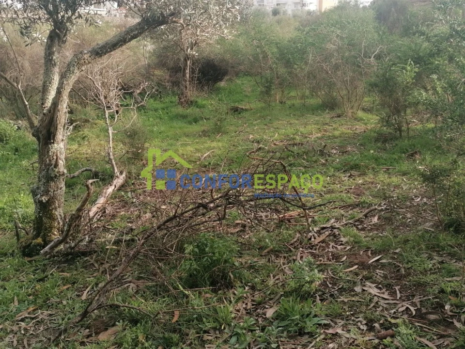 Quinta T0 para Venda em Castelo Branco Foto 4