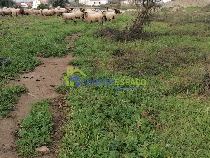 Quinta T0 para Venda em Castelo Branco Foto 18