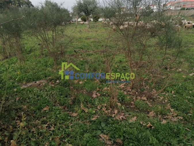 Quinta T0 para Venda em Castelo Branco Foto 17