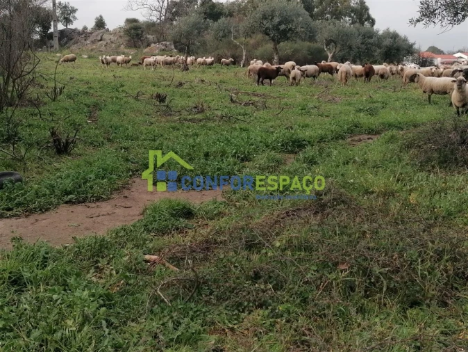 Quinta T0 para Venda em Castelo Branco Foto 19