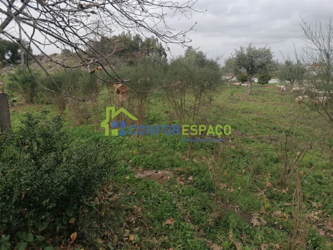 Quinta T0 para Venda em Castelo Branco Foto 16