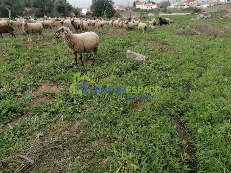 Quinta T0 para Venda em Castelo Branco Foto 20