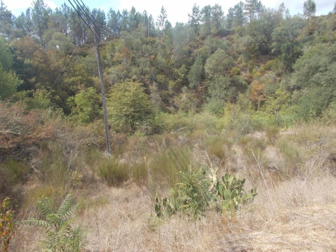 Terreno para Venda em Côja e Barril de Alva Foto 2