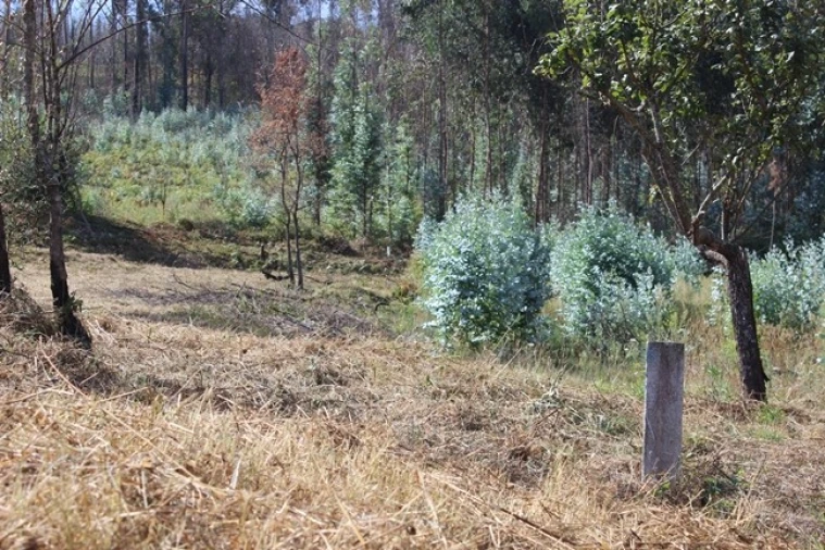 Moradia T0 para Venda em Arganil Foto 18