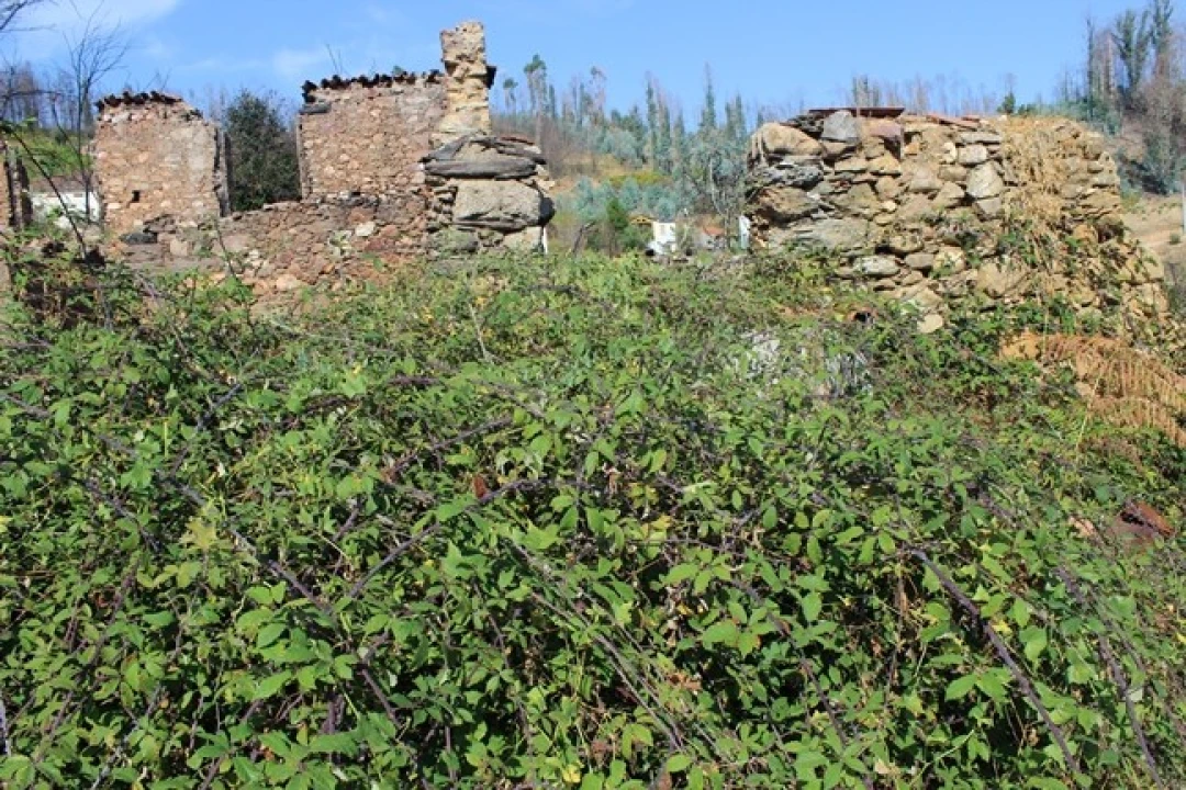 Moradia T0 para Venda em Arganil Foto 9