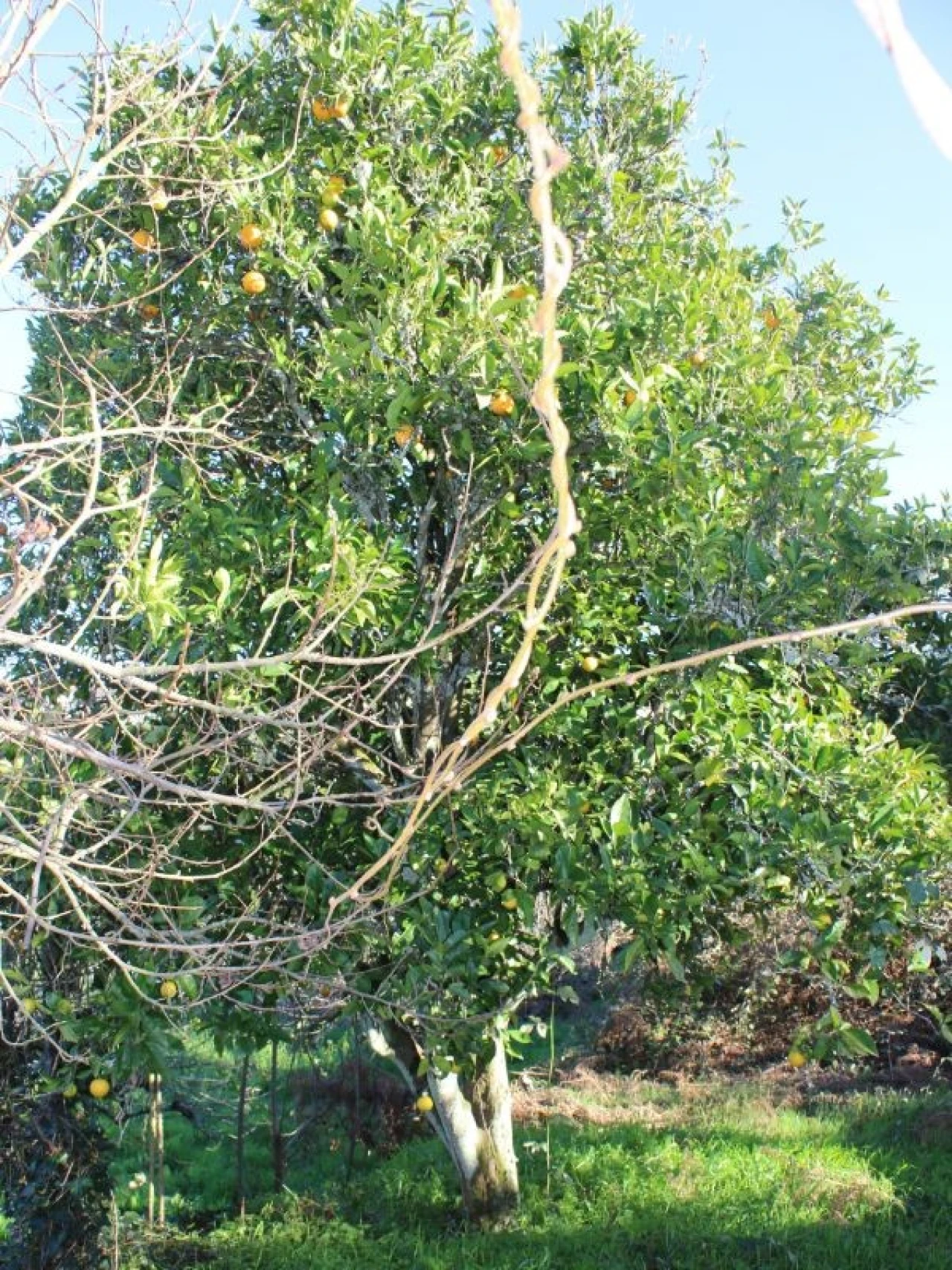 Terreno para Venda em Arganil Foto 19
