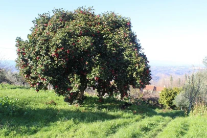Terreno para Venda em Arganil