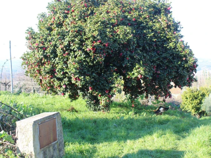 Terreno para Venda em Arganil Foto 21