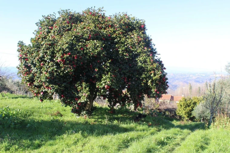 Terreno para Venda em Arganil Foto 6