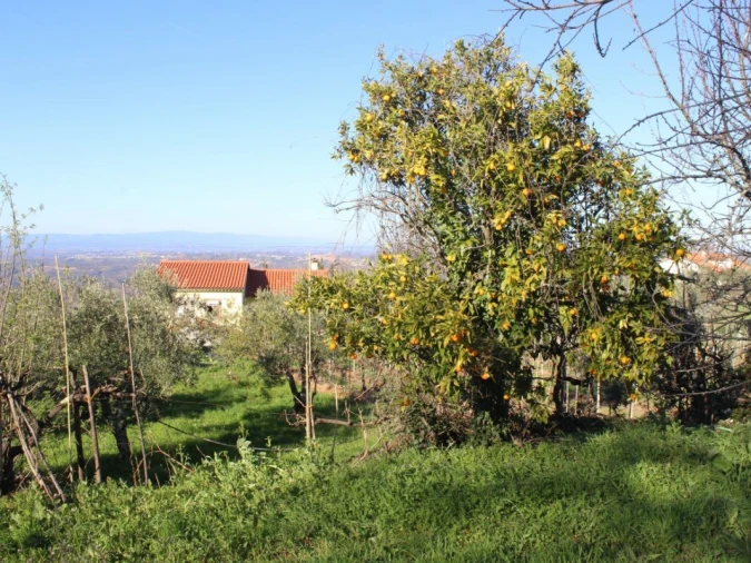 Terreno para Venda em Arganil Foto 20