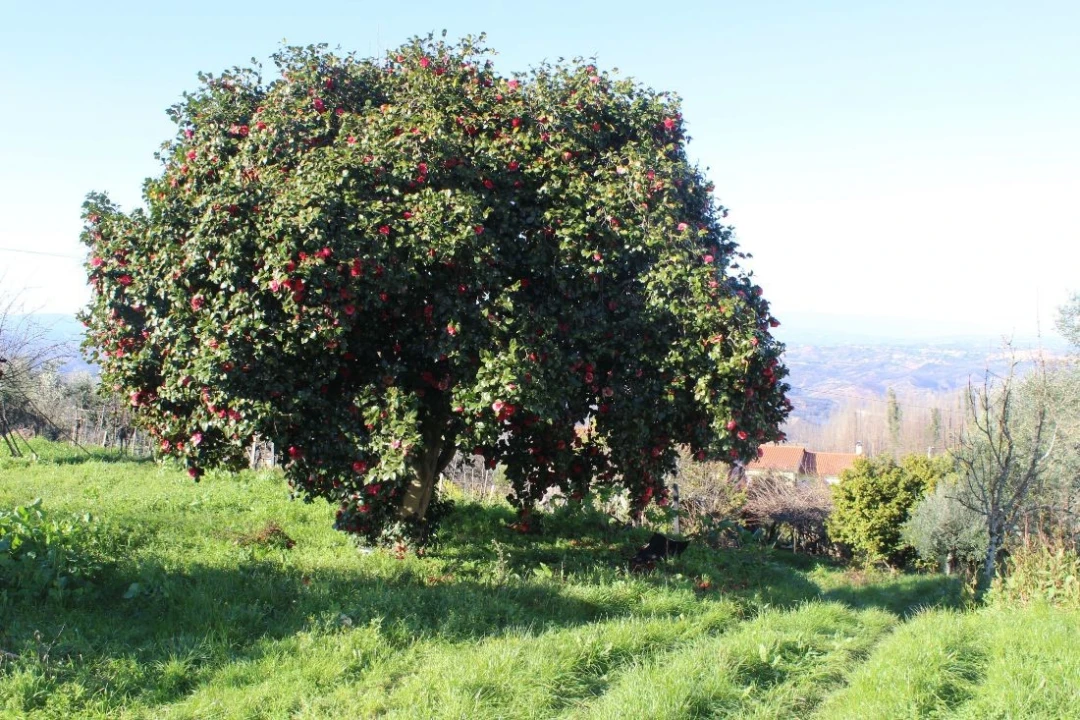 Terreno para Venda em Arganil Foto 6