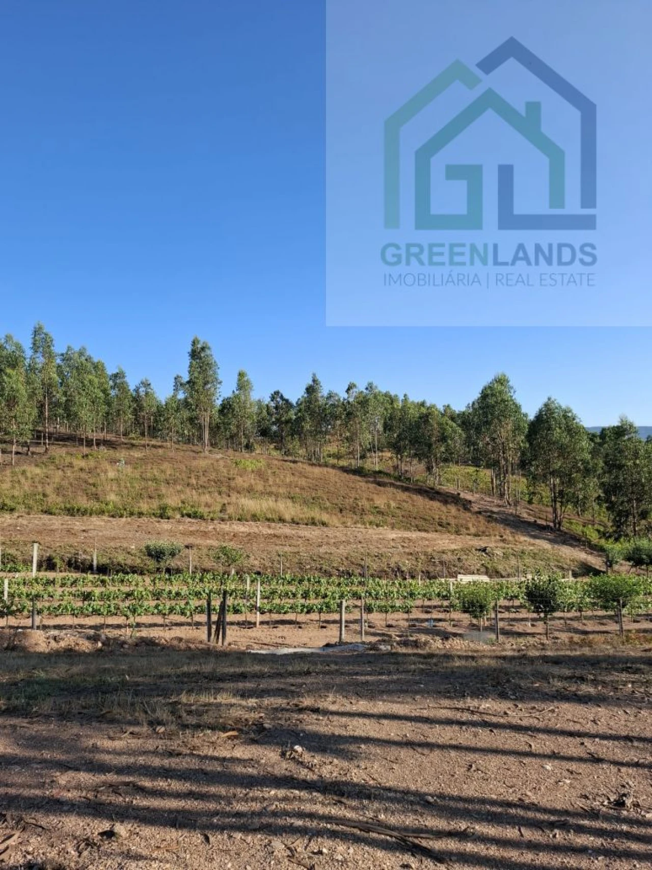 Quinta T0 para Venda em São Martinho da Cortiça Foto 2